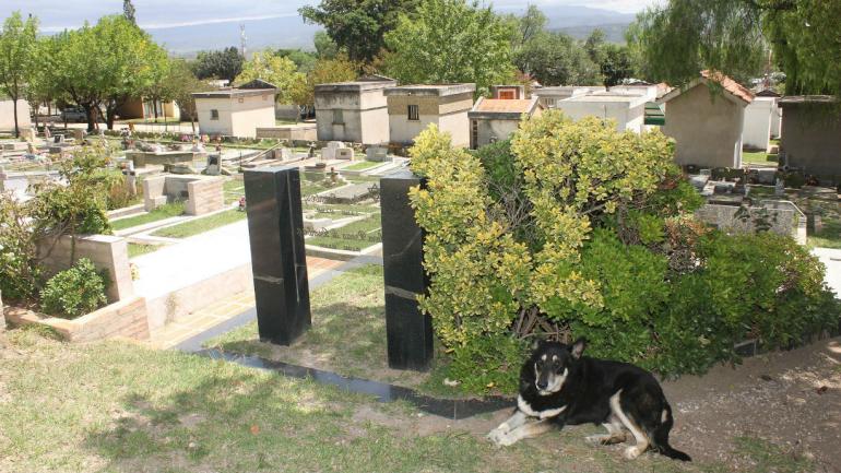 Murió Capitan, el perro que estuvo al lado de la tumba de su amo fallecido hace 10 años
