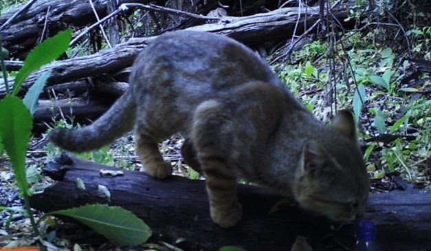 Después de 20 años encuentran un gato «colocolo» en Chile