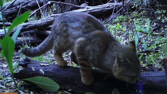 Después de 20 años encuentran un gato «colocolo» en Chile