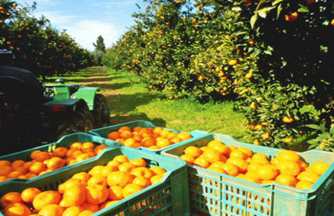 Destinan U$S 4 millones a productores frutícolas afectados por el tiempo