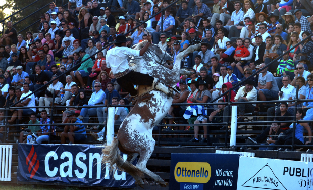 Criollas 2019: Fallecimiento de un caballo pone en alerta a grupos animalistas