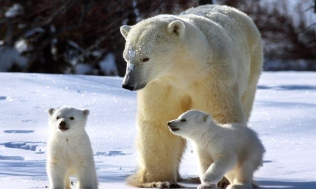Osos polares amenazados por cambio climático (#video)