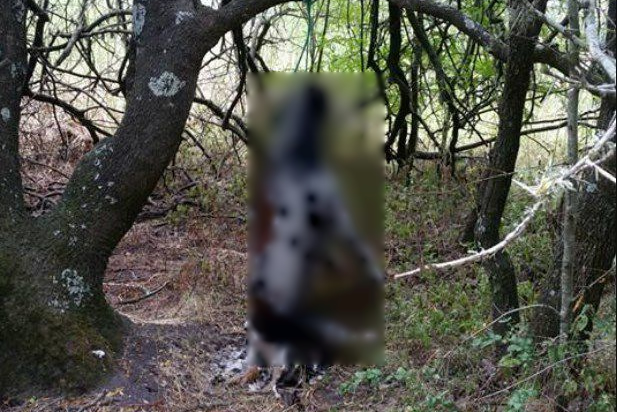Investigan ahorcamiento de perros en Guichón