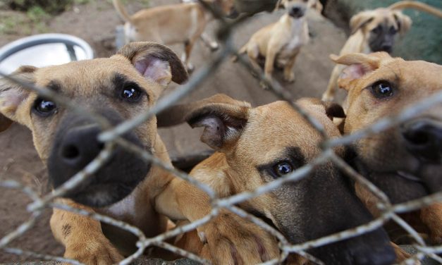 Canelones, Maldonado y Rocha ya limitan la cantidad de mascotas por domicilio