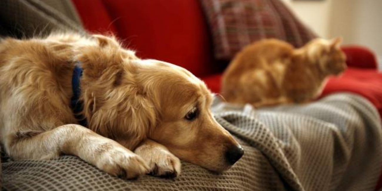 Comisión de Zoonosis recauda anualmente 1 millón de dólares por patentes de perros