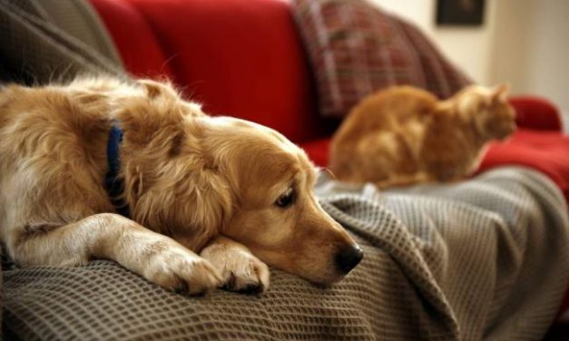 Se estudia la posibilidad de limitar la cantidad de mascotas por hogar