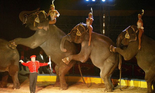España es uno de los pocos países que permite animales en los circos