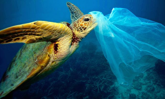 Uruguay se suma al combate contra las bolsas plásticas en el mar