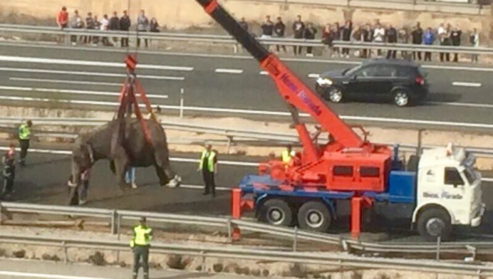 Un camión cargado de elefantes volcó en medio de una ruta española