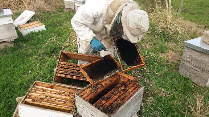Apicultores tienen 7000 toneladas de miel sin poder vender, por rechazo alemán