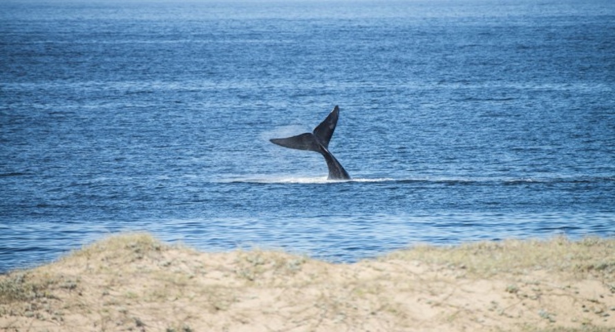 Presentan temporada de ballenas en Punta del Este