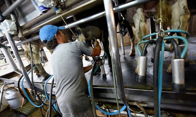 Trabajadores lácteos en contra de la importación de leche desde Brasil