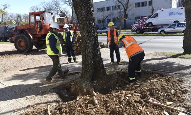 Reforestan Bvar. Artigas y Dámaso Larrañaga