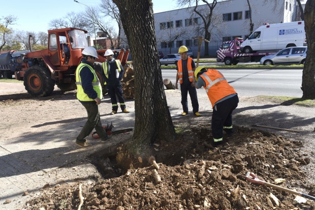 Reforestan Bvar. Artigas y Dámaso Larrañaga