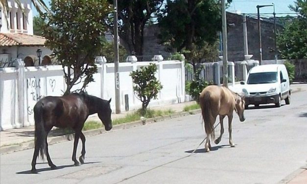 Proponen modificar el destino de caballos sueltos establecido en la Rendición de Cuentas