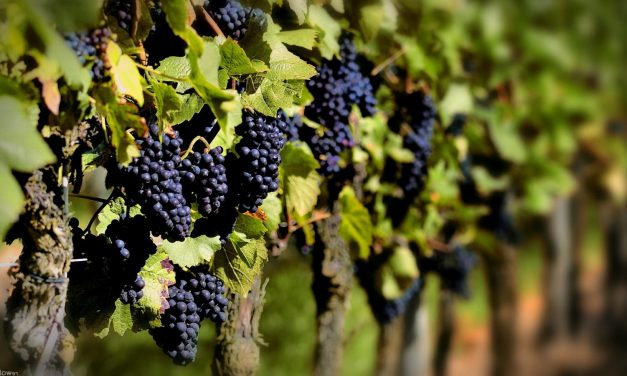 Uruguay vendió 50.000 litros de vino al estado sueco