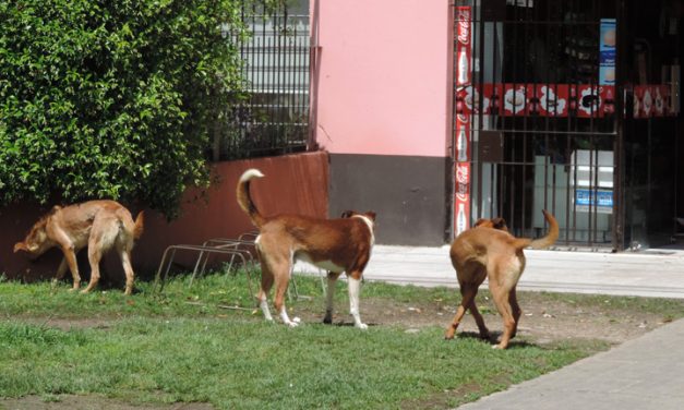 Cinco meses de prisión para dueño de perros que lesionaron a tres personas en Solymar