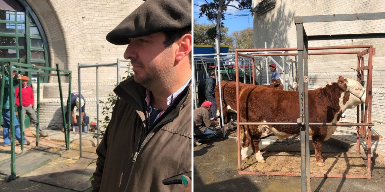 Cómo se prepara el ganado para las exposiciones en Expo Prado