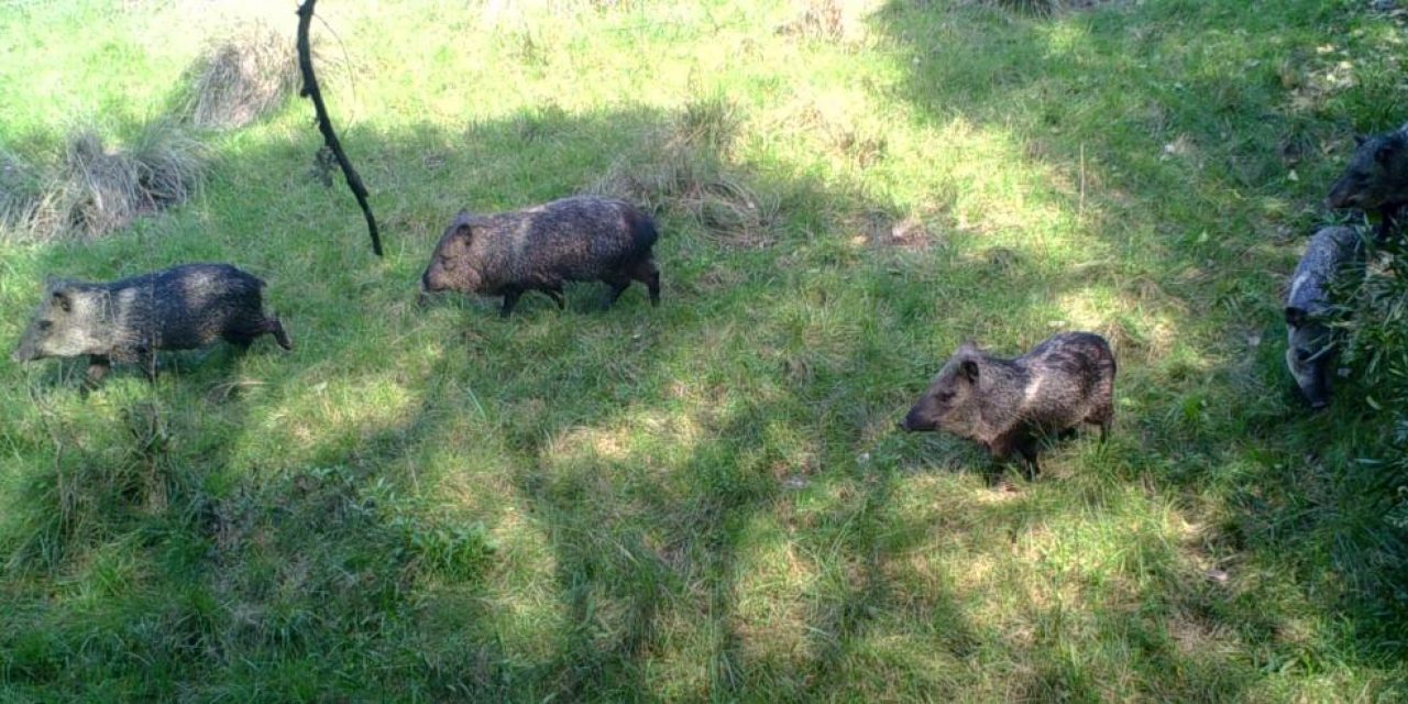 Pecaríes se adaptaron y logran reproducirse en la reserva de Río Negro