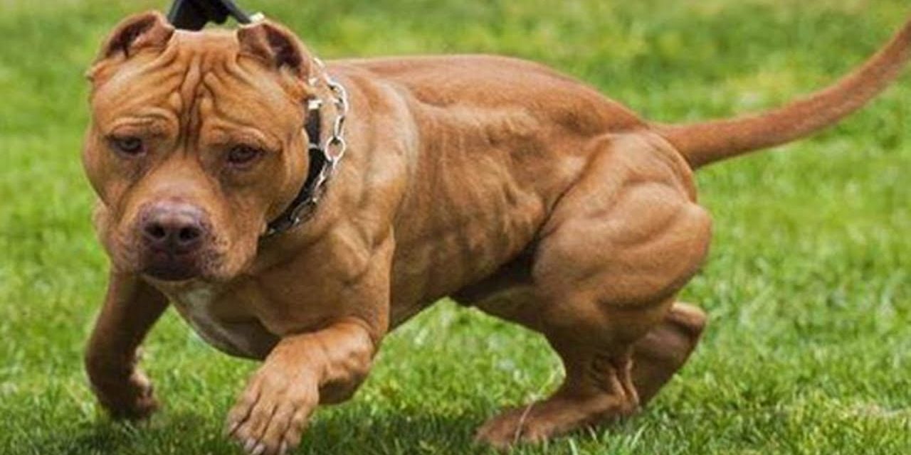 Proponen exigir certificado de aptitud para dueños de perros de razas peligrosas