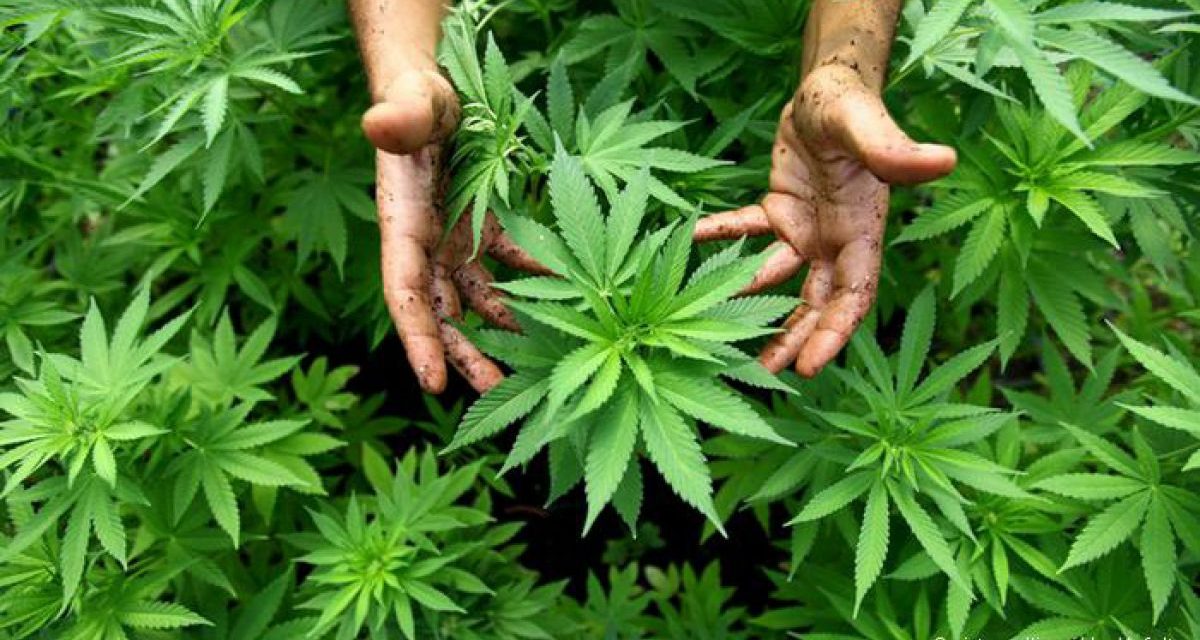 Más 40.000 personas compran cannabis desde su regularización