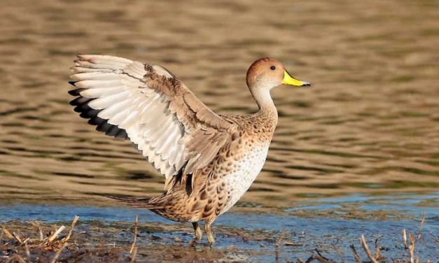 Se suspendió la caza deportiva de patos