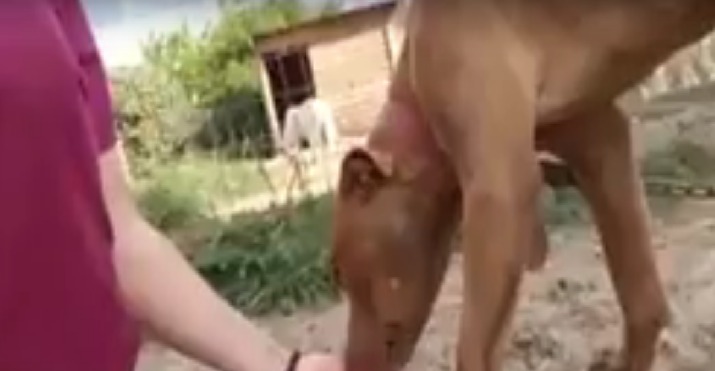 ONG se comprometió a rescatar el perro Pitbull