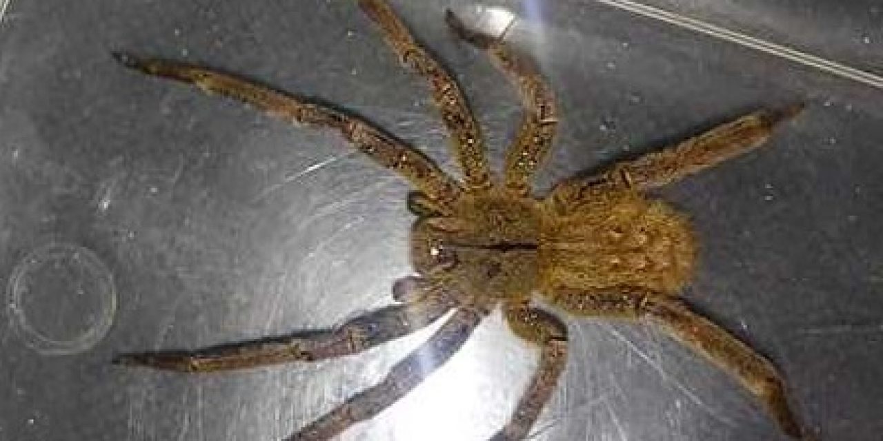 Piriápolis: encuentran ejemplar de araña de las más venenosas del mundo
