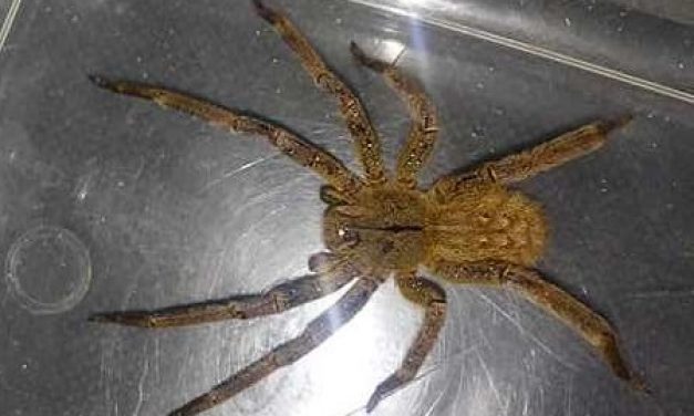 Piriápolis: encuentran ejemplar de araña de las más venenosas del mundo