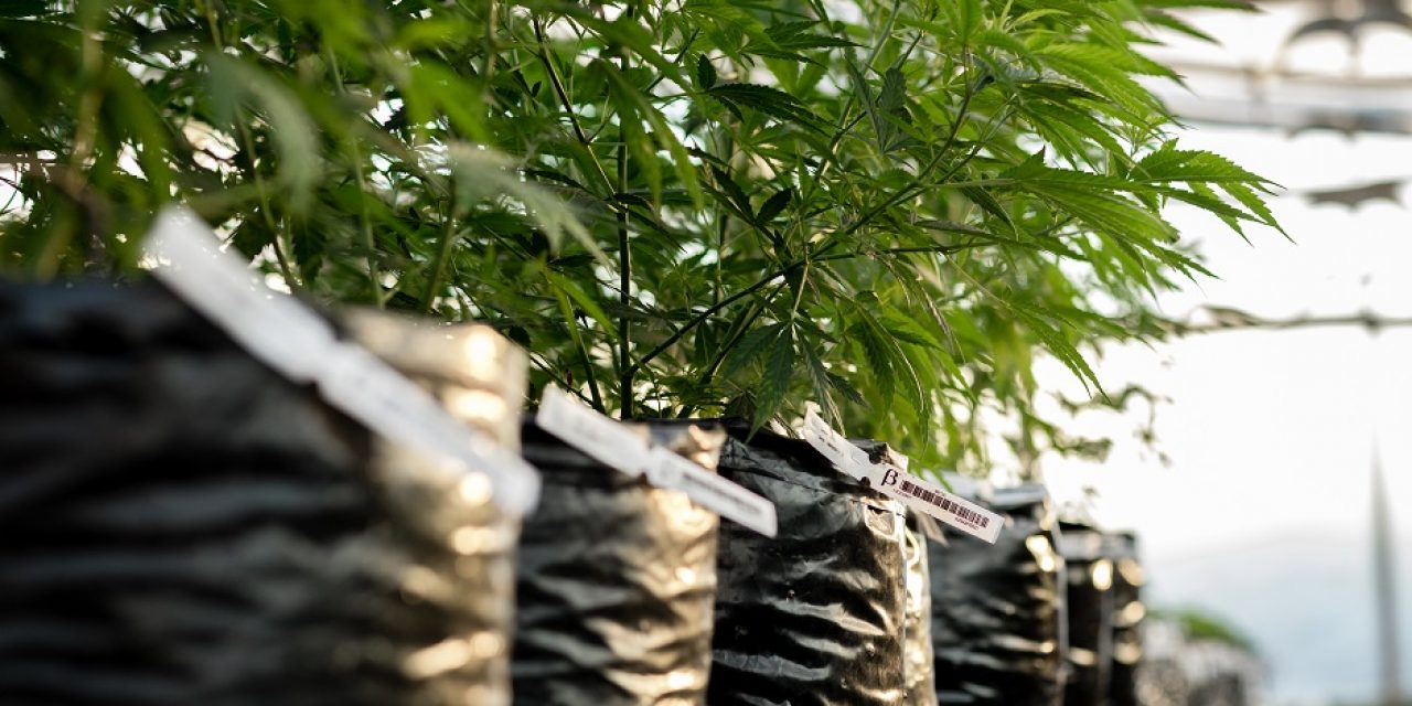 El mercado regulado de cannabis le quitó U$S 22 millones al mercado ilegal