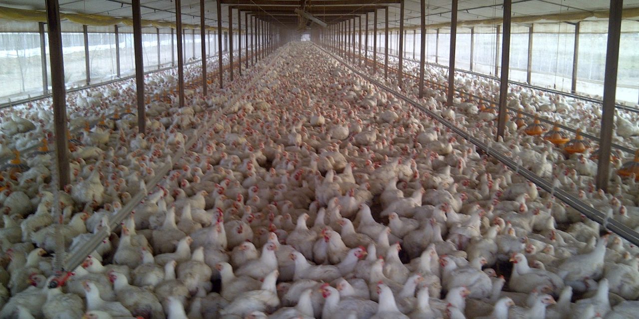 El calor genera pérdidas por 800 mil dólares por muerte de pollos en avícolas