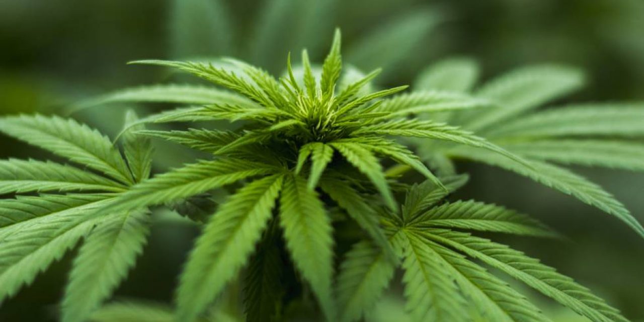 Lacalle Pou firmó dos decretos para la exportación de marihuana medicinal