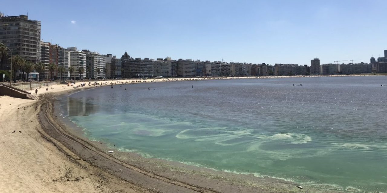 Cianobacterias: siete playas habilitadas en Montevideo
