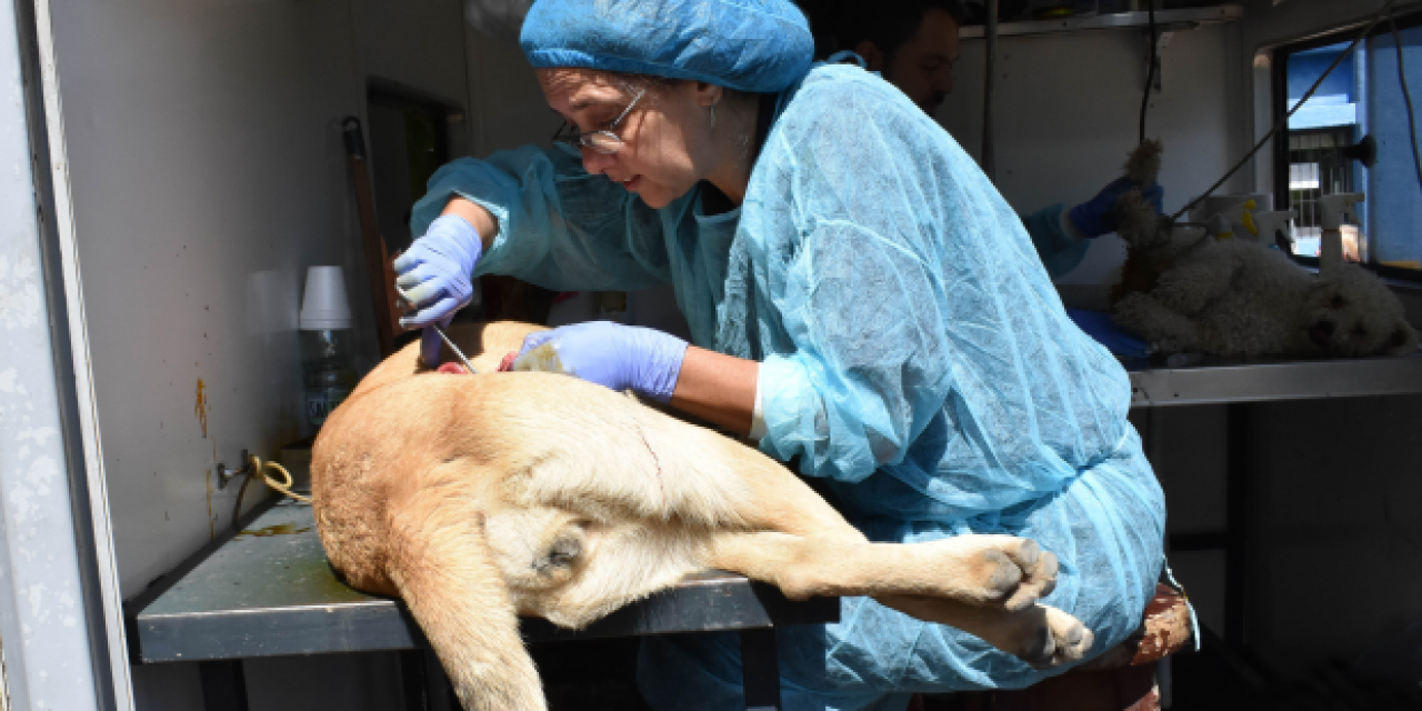 Nuevas jornadas de castración de canes