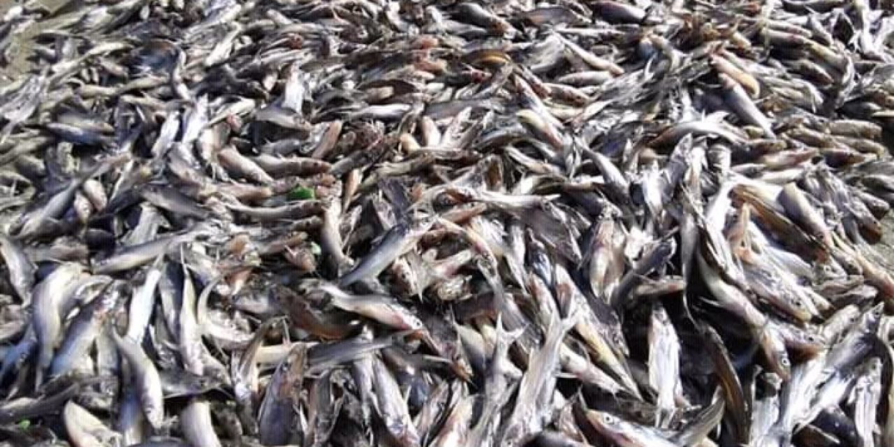 ¿Aparecerán más peces muertos en lago de Parque Miramar?