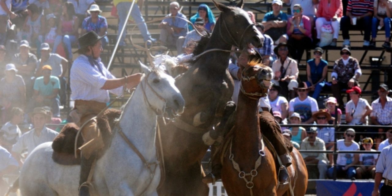 Intendencia reformulará celebración de Semana Criolla tras muerte de dos caballos