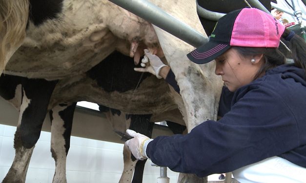 Colonización destinará 800 hectáreas a 32 productores de Paysandú para la producción lechera