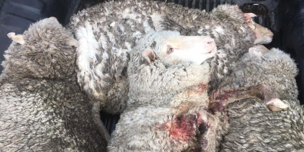 Nuevo ataque de perros hacia ovejas dejó más de 30 lanares muertos en Tacuarembó