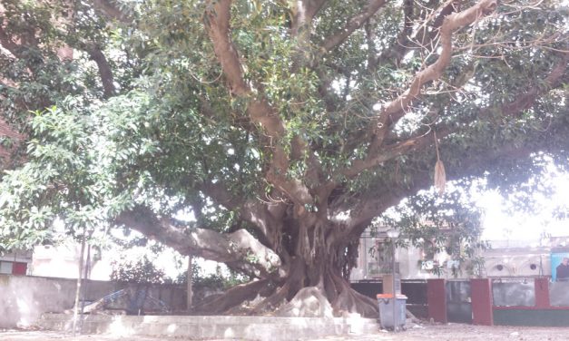 Denuncian problemas de roedores, mosquitos y desprendimientos de ramas del árbol plantado por Varela en la escuela 193