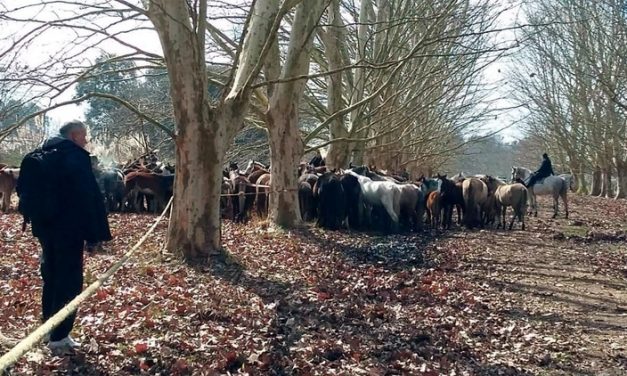 Escándalo en Argentina por matanza y exportación ilegal de carne de caballo