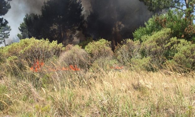 Controlaron los incendios en la costa pero se teme por las altas temperaturas y el incremento de los vientos