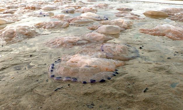 Cuidados ante presencia de aguavivas en costas uruguayas
