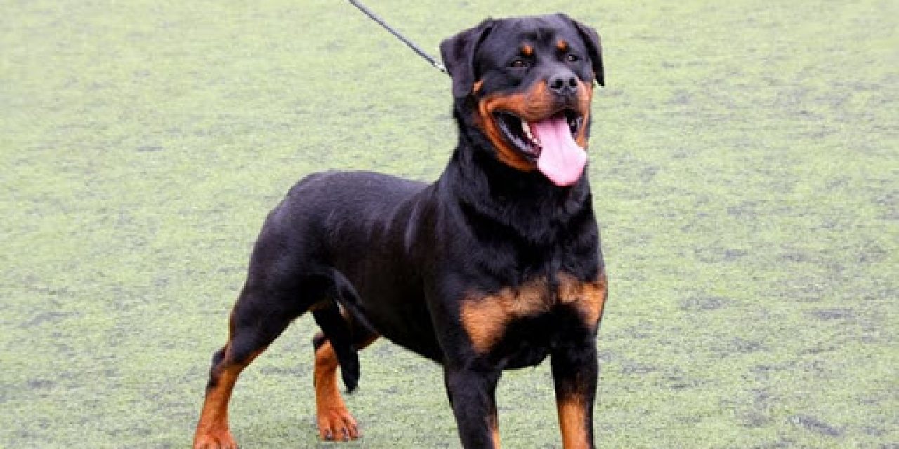 Una mujer murió tras ser atacada por un rottweiler, su cuerpo fue encontrado en Playa Pascual