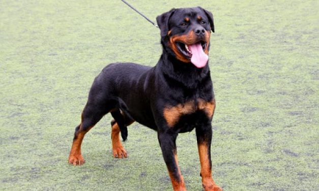 Una mujer murió tras ser atacada por un rottweiler, su cuerpo fue encontrado en Playa Pascual