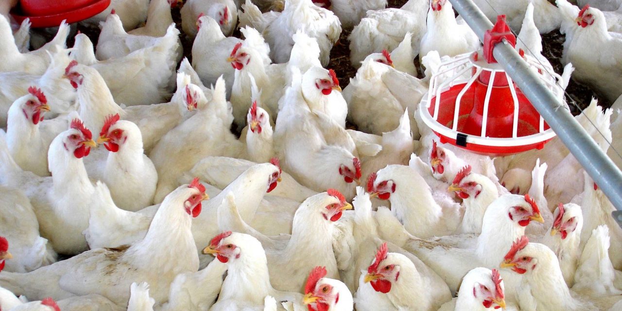 MGAP habilitó líneas de crédito para el sector avícola de todo el país