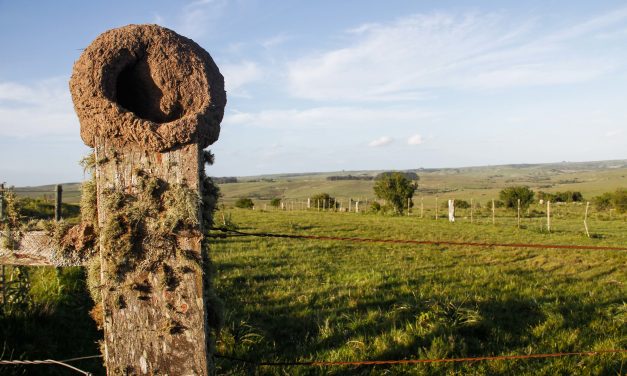 Rocha posterga vencimiento de Contribución Rural