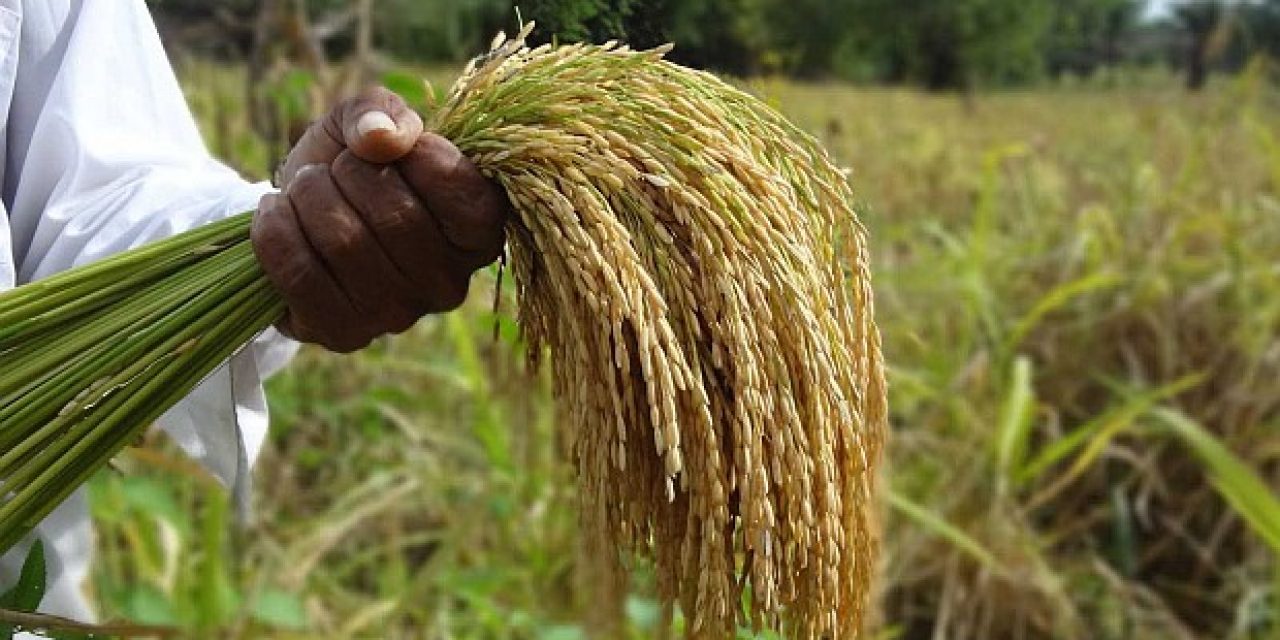 La Asociación de Cultivadores de Arroz donó 3000 kilos de arroz al Mides