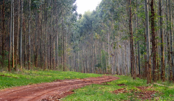 Grandes productores forestales donarán 1 dólar por hectárea al fondo coronavirus