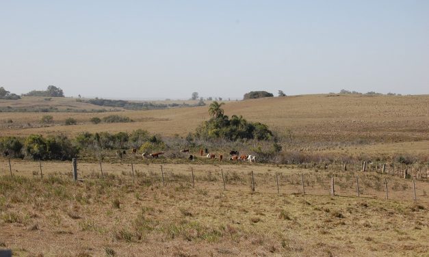 MGAP destina US$ 628 mil en préstamos por emergencia agropecuaria y creó plataforma para concentrar donaciones