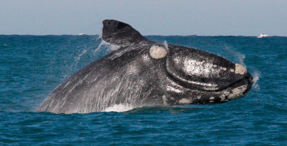 Las ballenas ya llegaron a nuestras costas: mirá el video